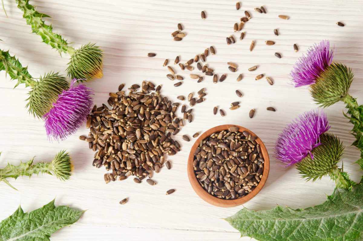 Seeds of a milk thistle with flowers on wooden table | Seeds of a milk thistle with flowers