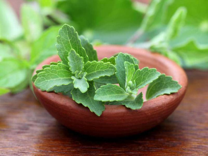 Step Into a Sugar-Free Life with Stevia - Well.Org