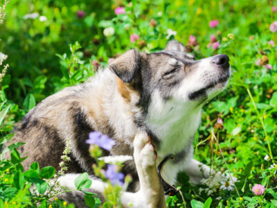 photo of dog sitting in spring flowers, scratching