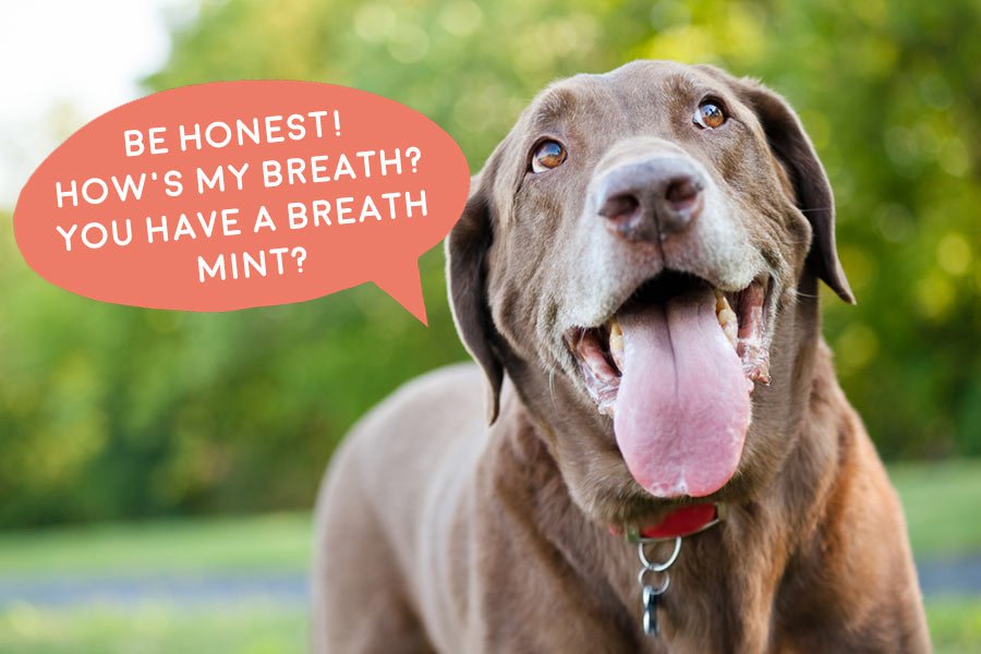 Is Your Dog Stinky? Find Out Why It’s Not Something You Should Ignore