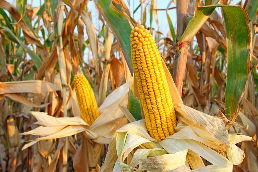 is-this-toxic-pesticide-in-your-food-the-truth-about-bt-corn-well-org