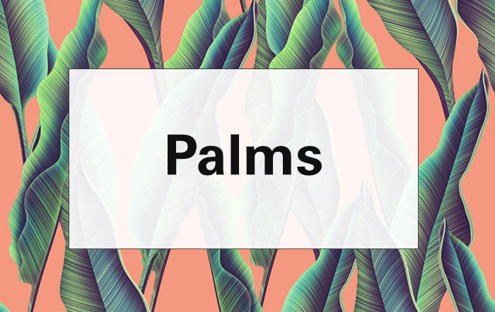 the word palm overlaid over an image of palms