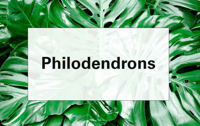 the word Philodendrons overlaid over an image of a Philodendrons 