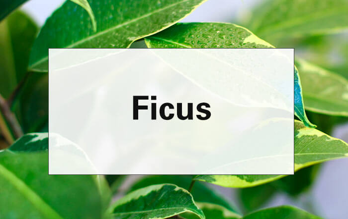the word Ficus overlaid over an image of a ficus