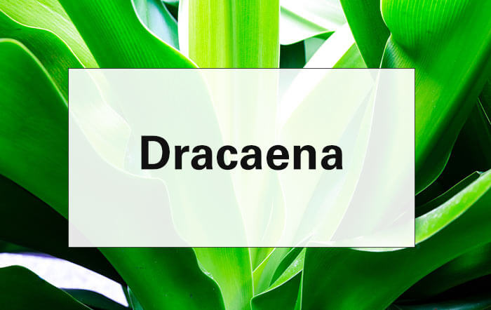 the word Dracaena overlaid over an image of Dracaena