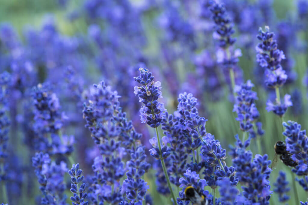 5 Essential Oil Alternatives to Medicine - Well.org