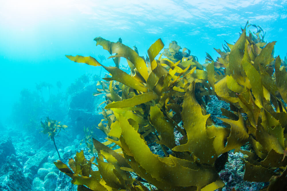 photo of seaweed underwater