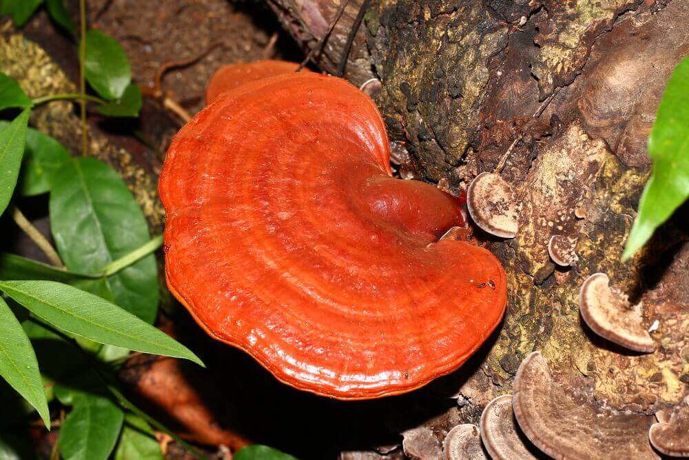 8 Medicinal Mushrooms You Need To Know About