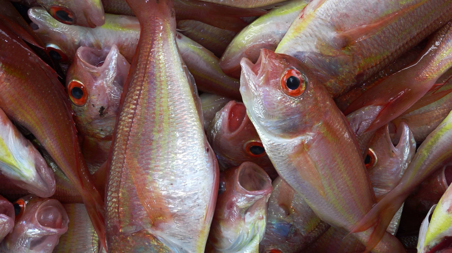 How Is Trimethylamine Produced And What Should You Know About It