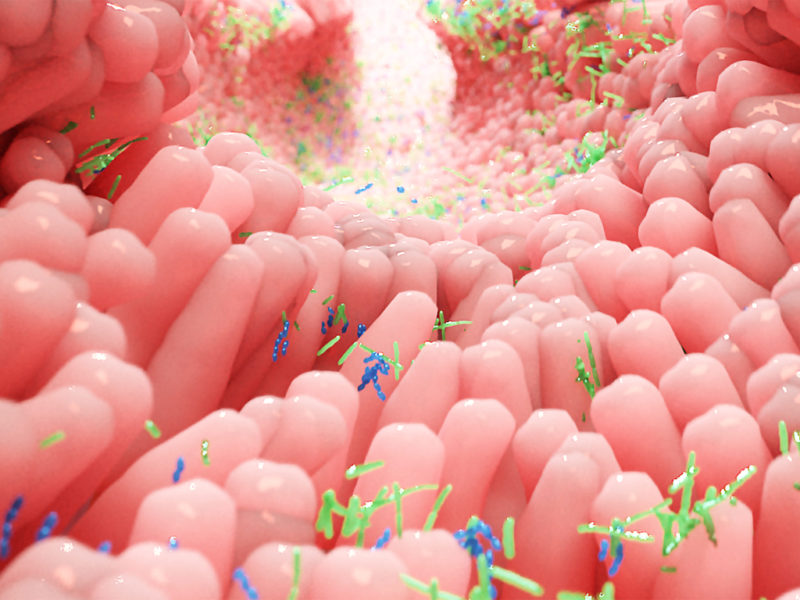 gut microbiome inside the human body