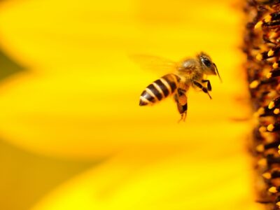 honey bee hovering near yellow flower in closeup photography