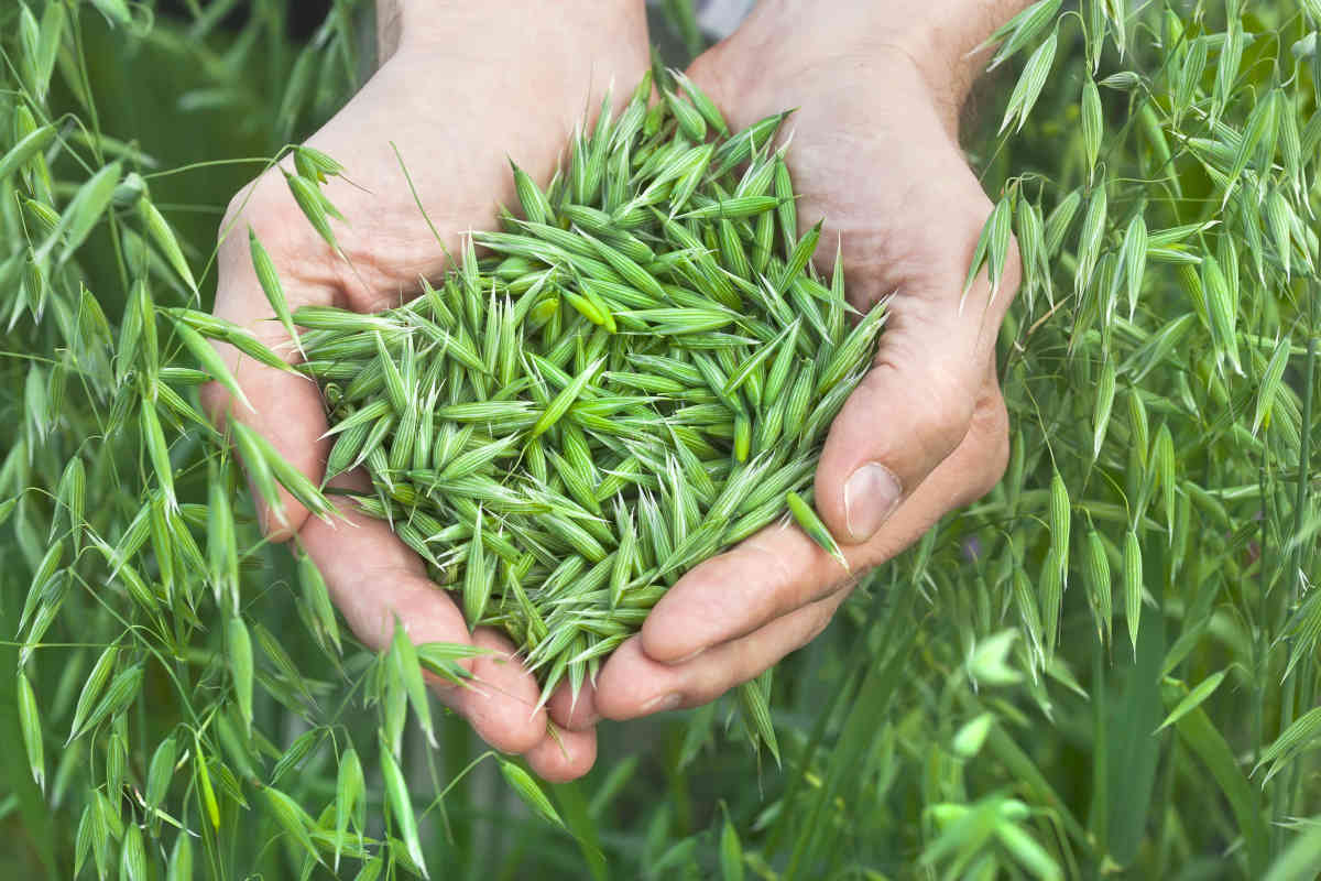 A handful of ripe green oats | Best Herbs For Hair Growth At Home