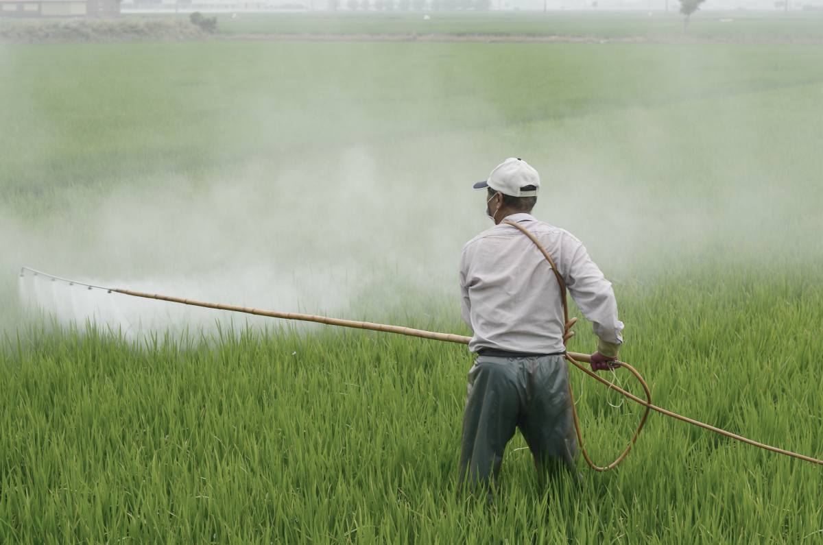 man using pesticide on plants | farmer spraying his plants on a rice field | natural environment | toxins in our environment