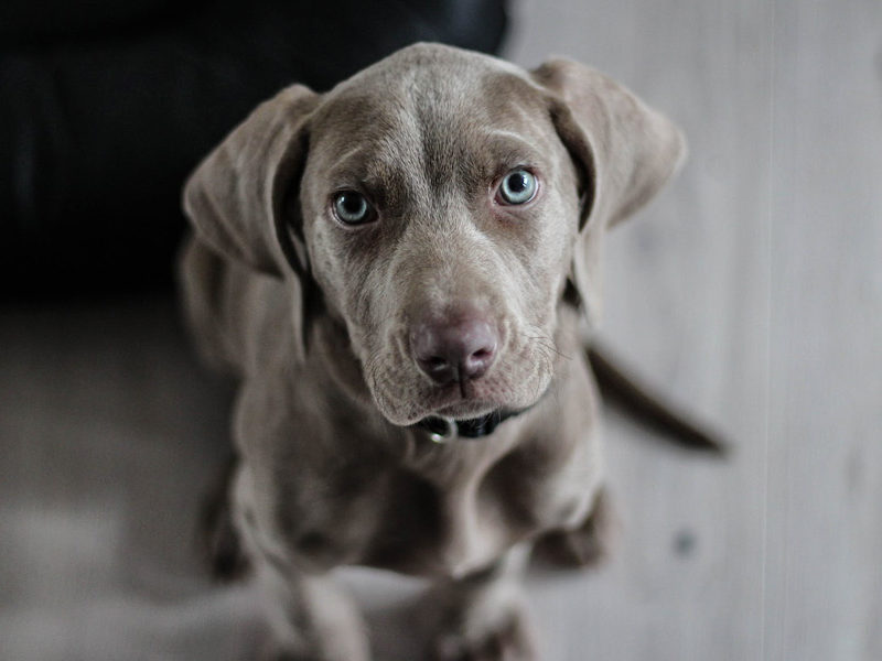 grey dog with blue eyes looking at camera straight on