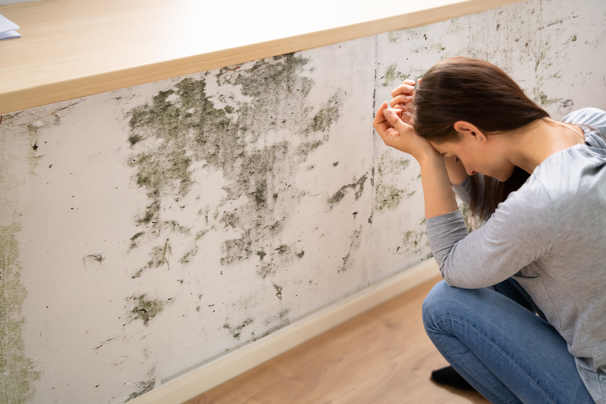 Why Is Mold Dangerous How To Prevent It And More