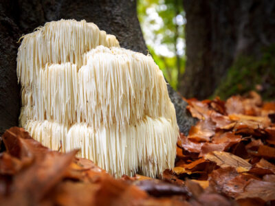 photo of lion's mane mushroom growing on a tree