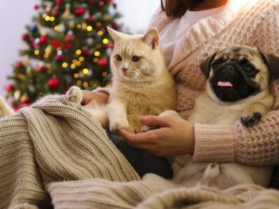 Beautiful red british shorthair cat and adorable pug with their owner over the christmas tree & festive decor