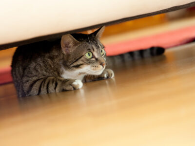 anxious cat hiding under couch