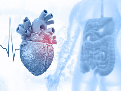 Human heart anatomy and digestive system, gut in background; gut heart connection concept